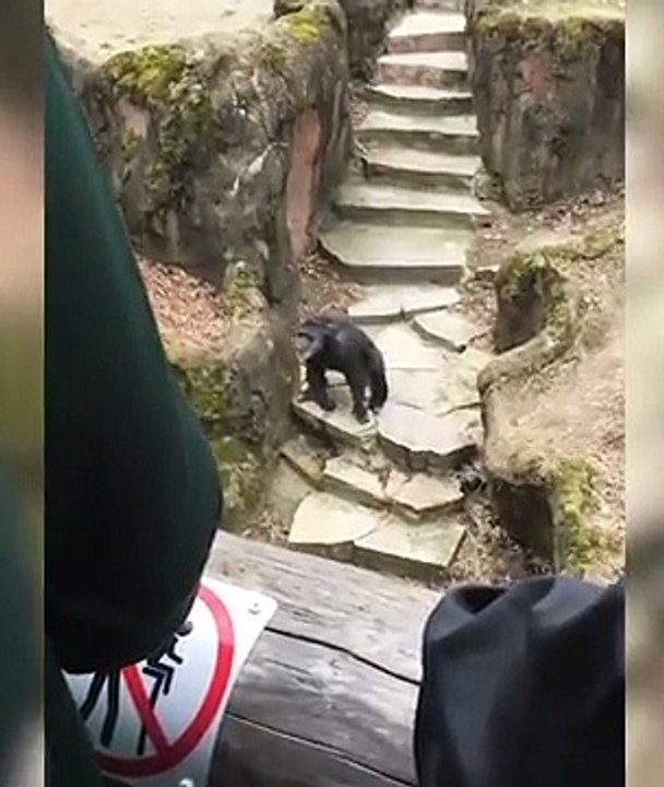 Vu le caca qu'elle a reçu en pleine face, cette mamie n'ira surement plus voir des singes au Zoo... (Vidéo)
