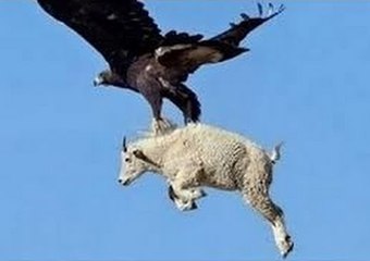 The Best of Eagle Attacks Caught on Video | Most Amazing Wild Animal Fights