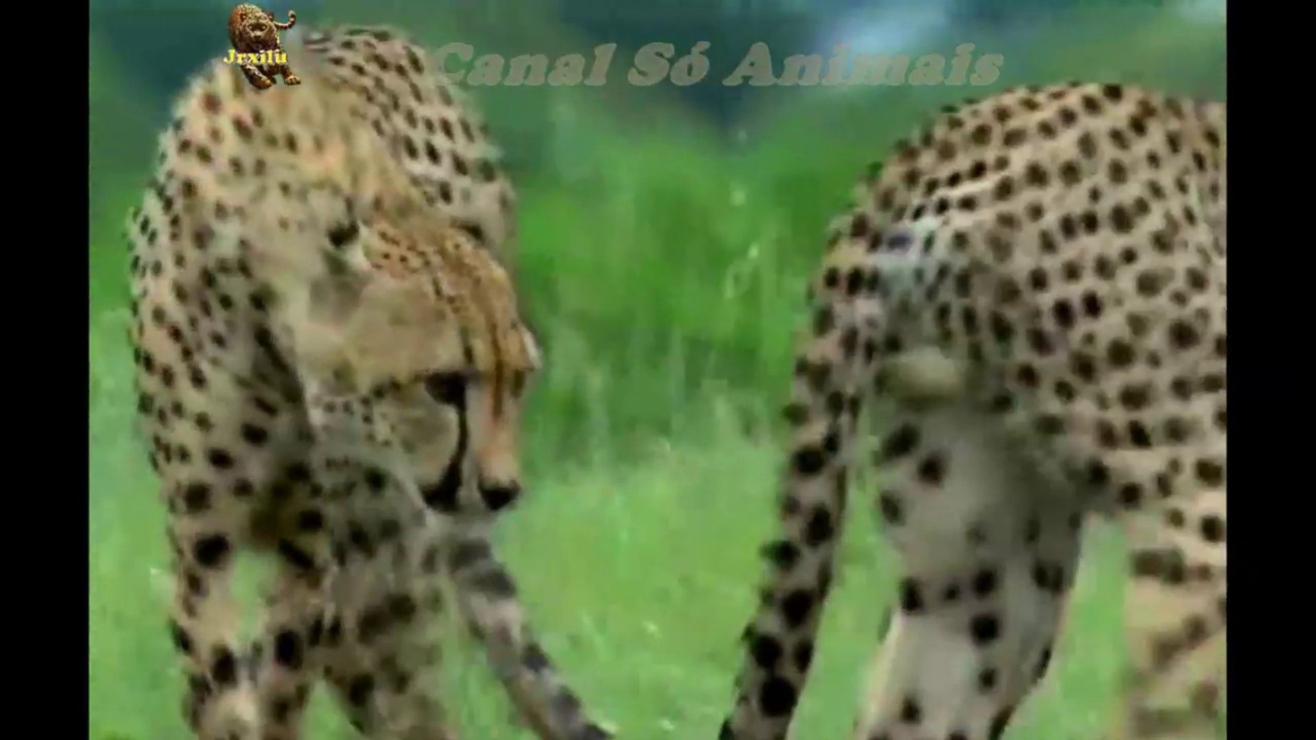 Guepardo caçando Guinus, Guepardo Vs Guinus, Animais selvagens atacando, Confrontos animais