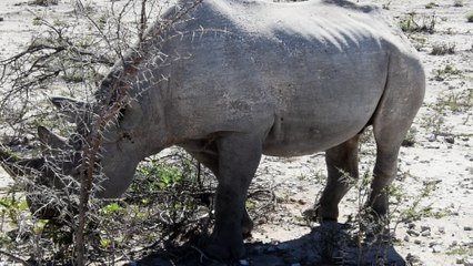 Black Rhinoceros eating in Namibia