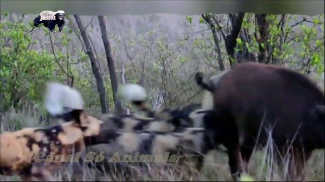 MABECO VS BÚFALOS, batalha selvagem, Wild life, Reino animal, Animals, animais em extinção, animais marinhos, vida animal,