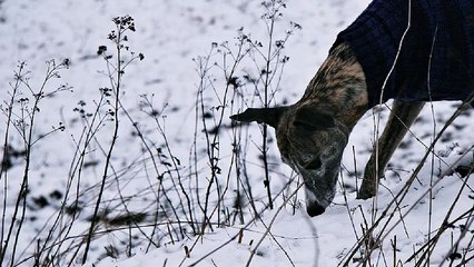 「전주휴게텔」「전주마사지」 아달 전주안마