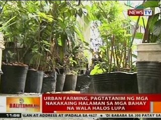 BT: Urban farming, pagtatanim ng mga nakakaing halaman sa mga bahay na wala halos lupa