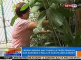 NTG: Urban farming, tawag sa pagtatanim sa mga bakuran o maliliit na espasyo ng bahay