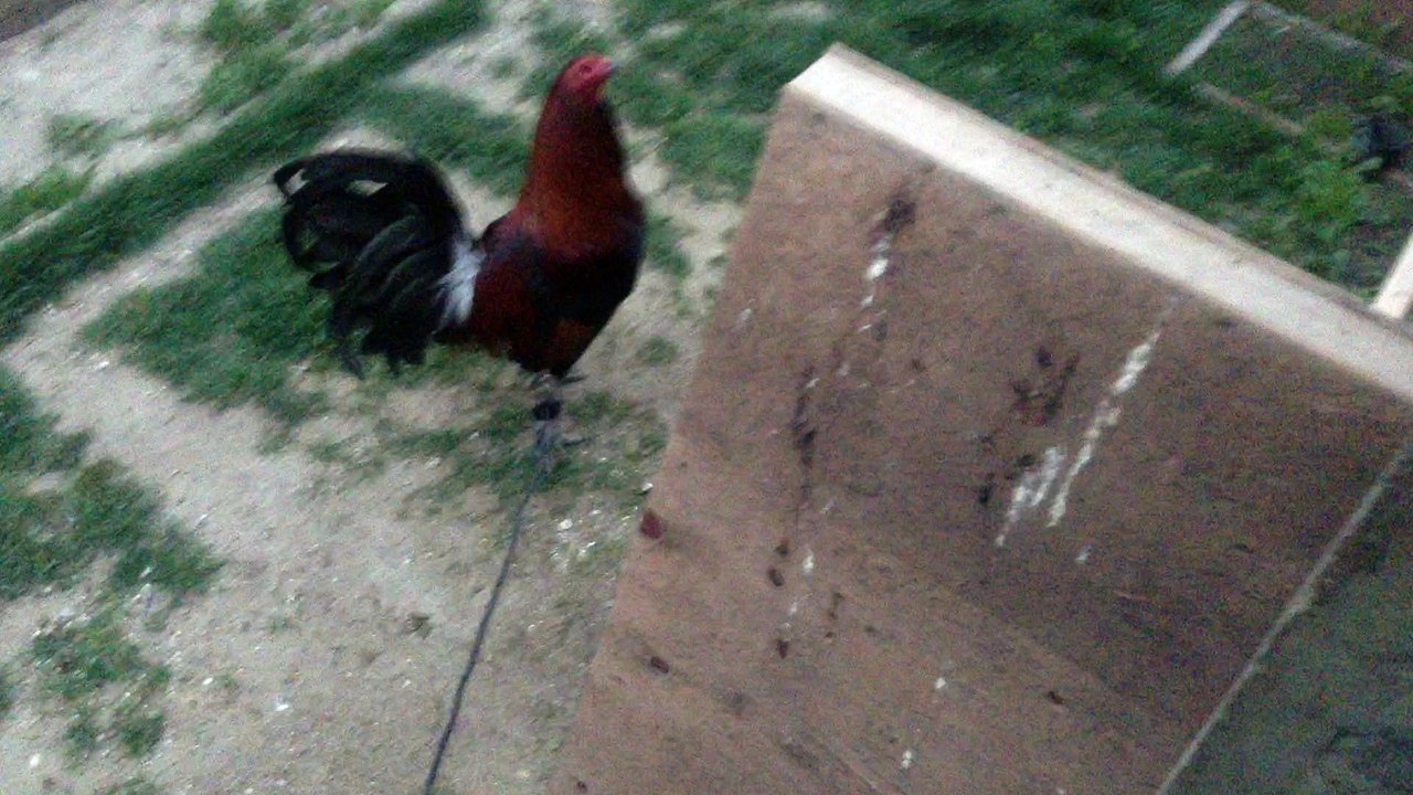 Morning in a Rooster Pen in Salinas, California