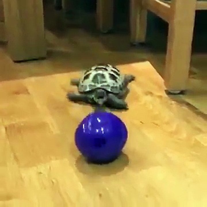 Regardez sa réaction lorsqu’il donne une balle à cette tortue domestique... Hahaha !!