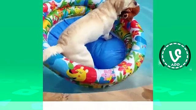 Try Not To Laugh Or Grin While Watching Cute Animal Pet Vines Compilation 2016 !!