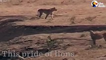 Nëna lufton e vetme kundër luanëve për të mbrojtur të voglin e saj, do të mahniteni çfarë ndodh më pas