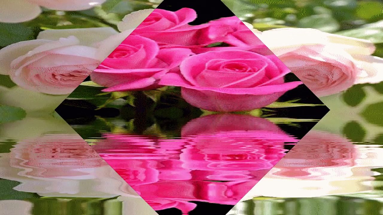 la douceur d une rose pour une belle semaine a tous