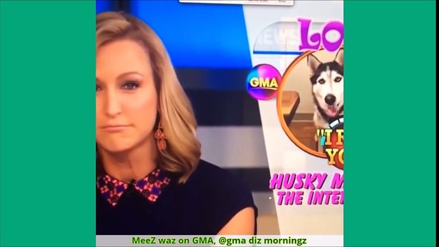 Vine Try Not To Laugh #1 - Vines Lucu Anjing Husky Gemesin Banget