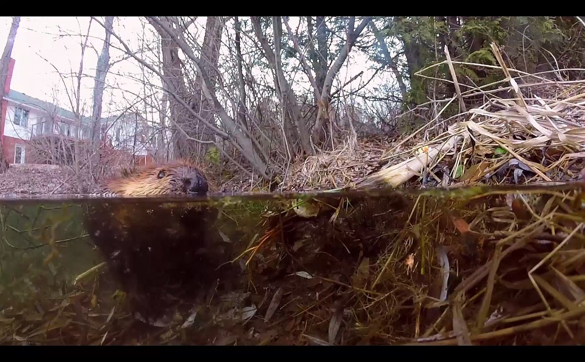 Curious beaver investigates submerged GoPro
