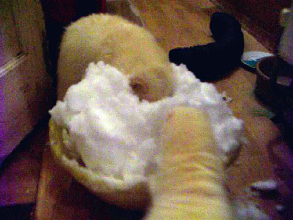 Adorable rescued ferrets discover snow for the first time