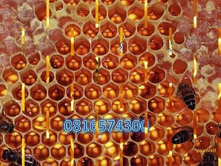 0816574300 (Indosat ) Distributor Madu Anak Banyuasin