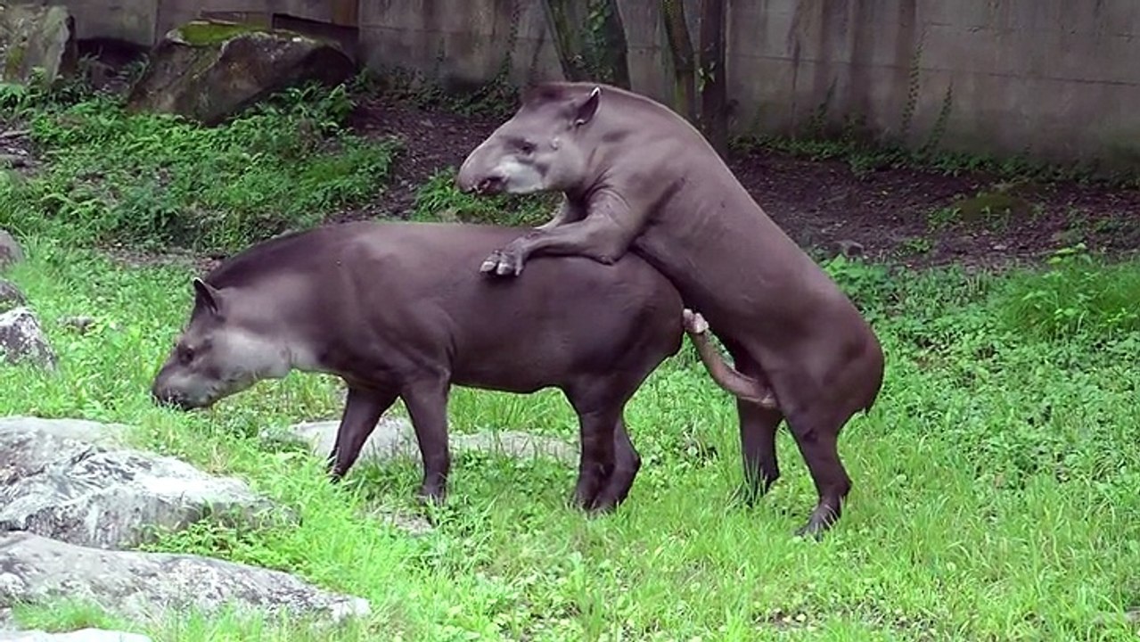 Mating Fail - Tapir Can't Find The Hole!