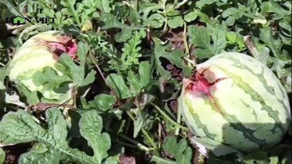 Dưa hấu Quảng Ngãi còn 1.000 đồng - Hết thương lái đến...trời hại