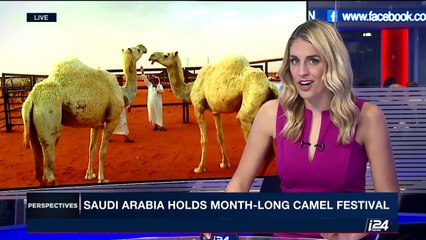 PERSPECTIVES | Saudi Arabia holds month-long camel festival | Monday, April 3rd 2017