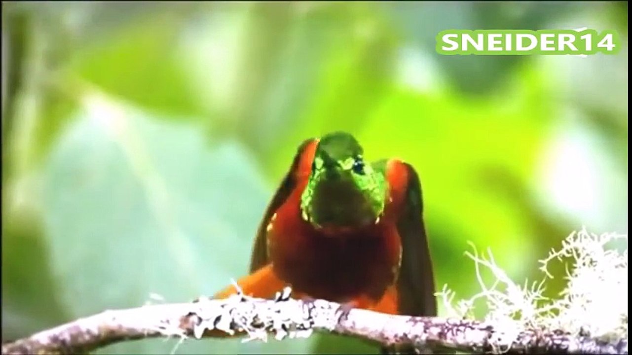 Le monde des oiseaux ❤  LE COLIBRI ❤ Documentaire