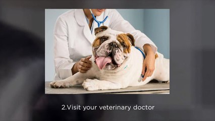 Complete Pet Care Hospital in Wellington Area