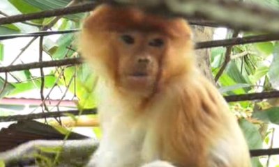 Populasi Bekantan, Hewan Khas Kalsel Semakin Berkurang