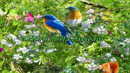 Dobro dosla Zavicaju