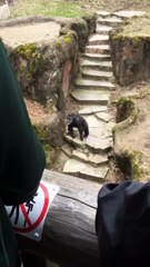 It Got Grandma!- Chimp at Zoo Throws Poo in Grandma's Face! - YouTube