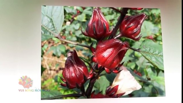 Livsin94.vn | Món ăn Giải Độc - Mát Gan từ bông ATISO đỏ