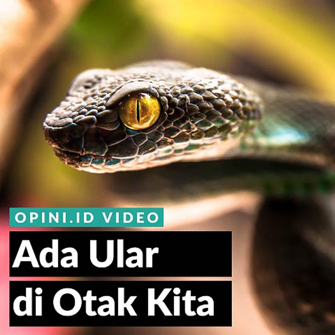 Sayram kollejida onlayn porno