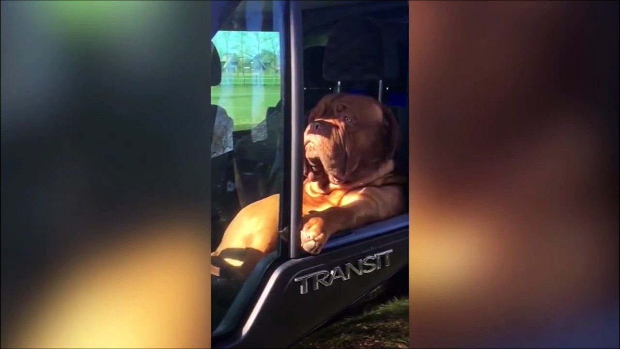 Ce chien est en mode Tranquille...