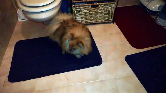 Regardez ce qui se cache sous ce chien.... ahaha