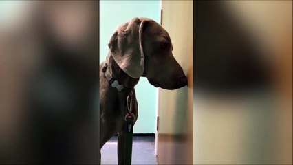Ce chien a manger un joint et à l'air un peu stone