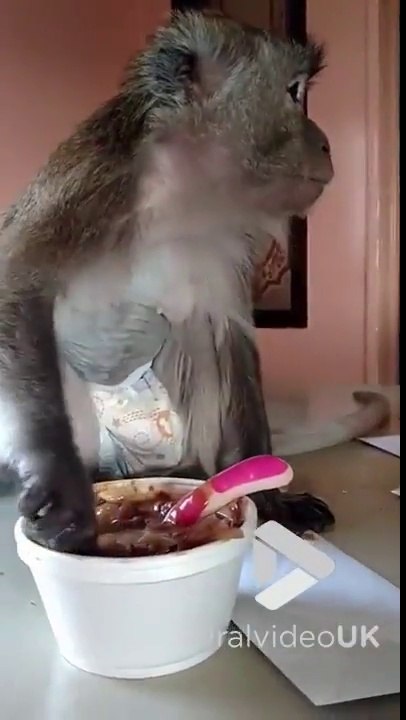 Ce petit singe adore manger ses oignons et se pois