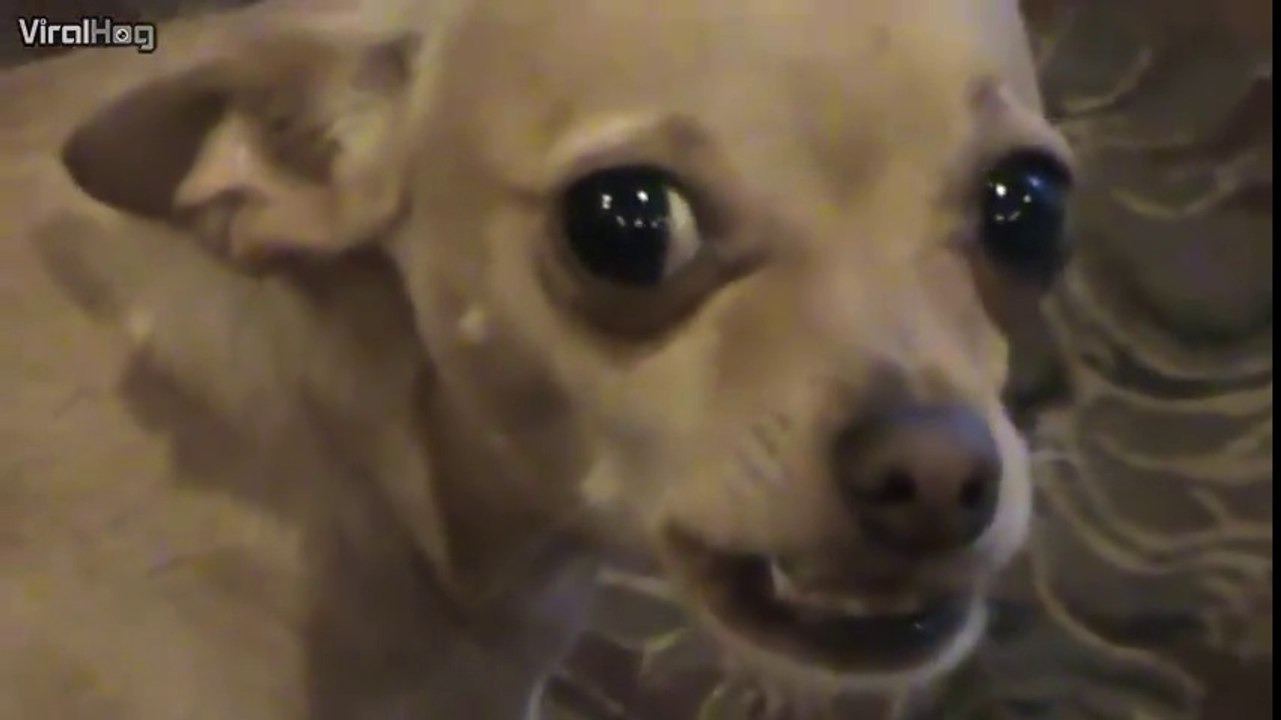 Ce Chihuahua protege son os et se prend pour un doberman