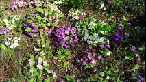 Le printemps chante au Clos de la Vigne