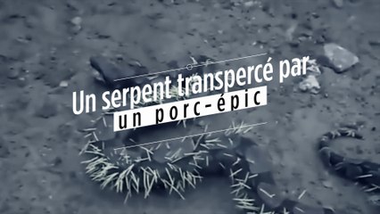 Un serpent transpercé par un porc-épic