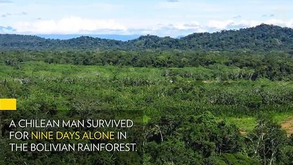 Ce touriste perdu en Amazonie survit grâce aux singes qui se sont occupés de lui !