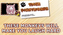 Funny monkeys will make you laugh hard - Funny and cute compilation - Must watch!