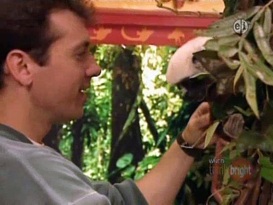 Zoboomafoo - Giants