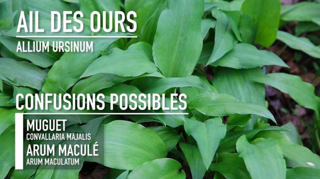 Quatre plantes sauvages comestibles à découvrir dans nos sous-bois