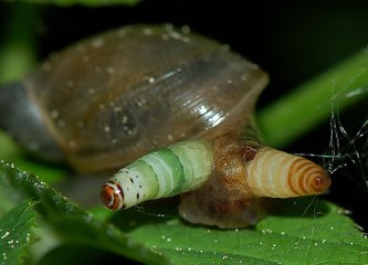 CARACOL PARASITADO, CARACOL ZOOMBIE