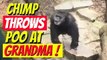 Chimpanzee Throws Poo at grandma