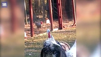 Video shows turkey spinning around until it falls over _ Daily Mail Online