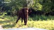Angry bull elephant 'charges' tourists on safari