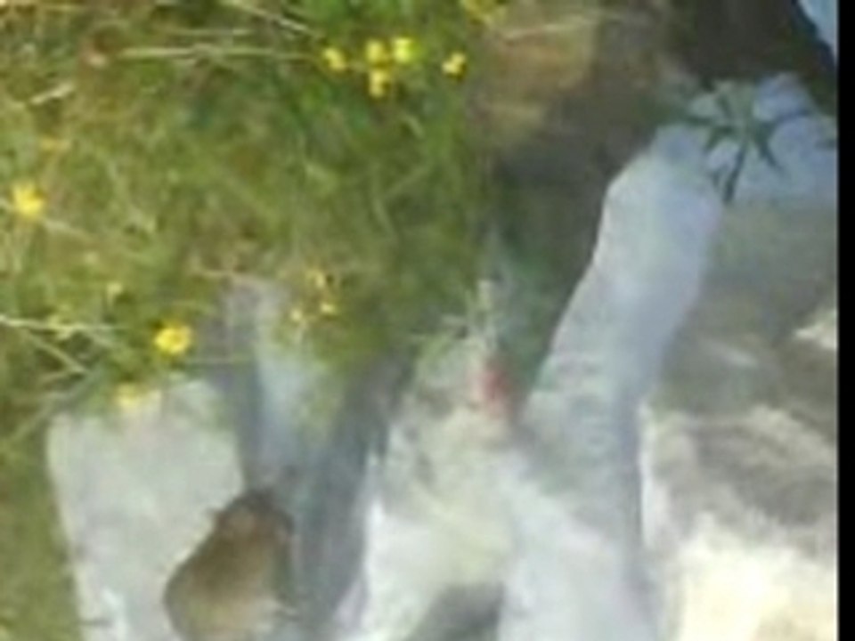 Rat sur les quais du rhone