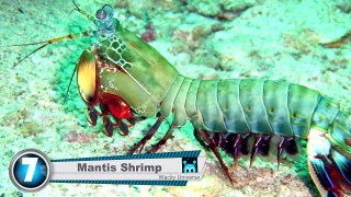9 Weirdest Sea Creature Photos