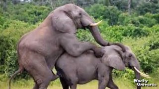 Elephants Mating
