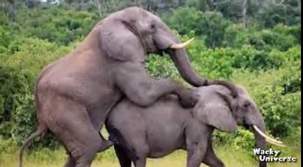 Elephants Mating
