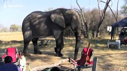 Huge elephant takes shortcut through tourists' campsite