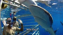 Shark Diving Gone Wrong