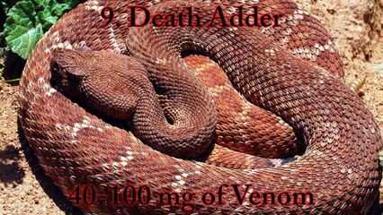 Top 10 Most Venomous Snakes in the World