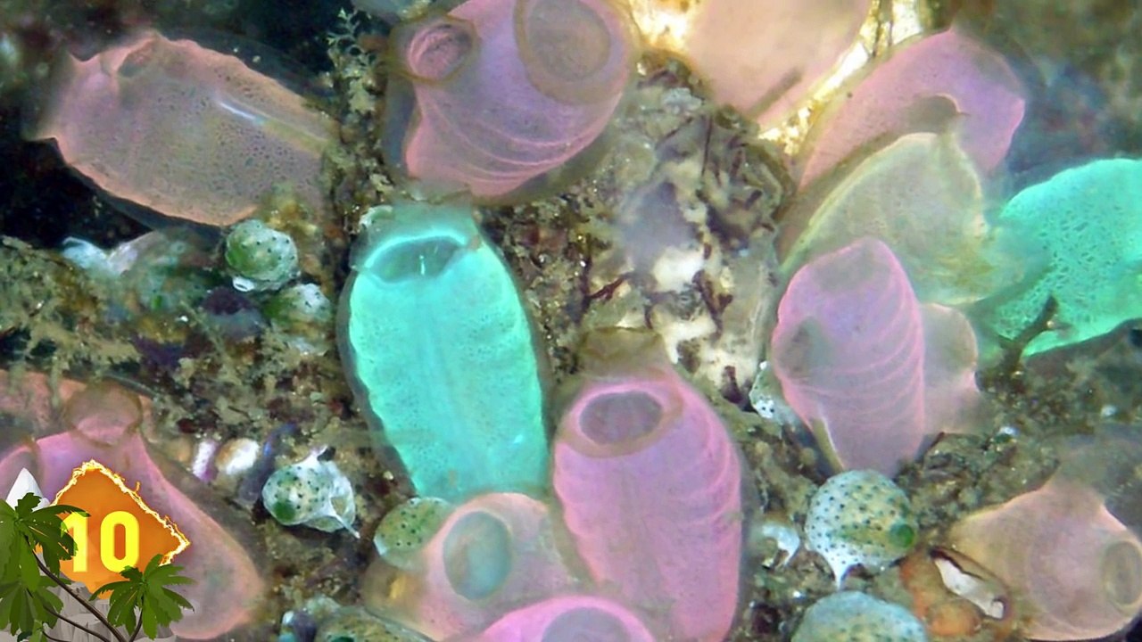 14 Strange Things Found Underwater